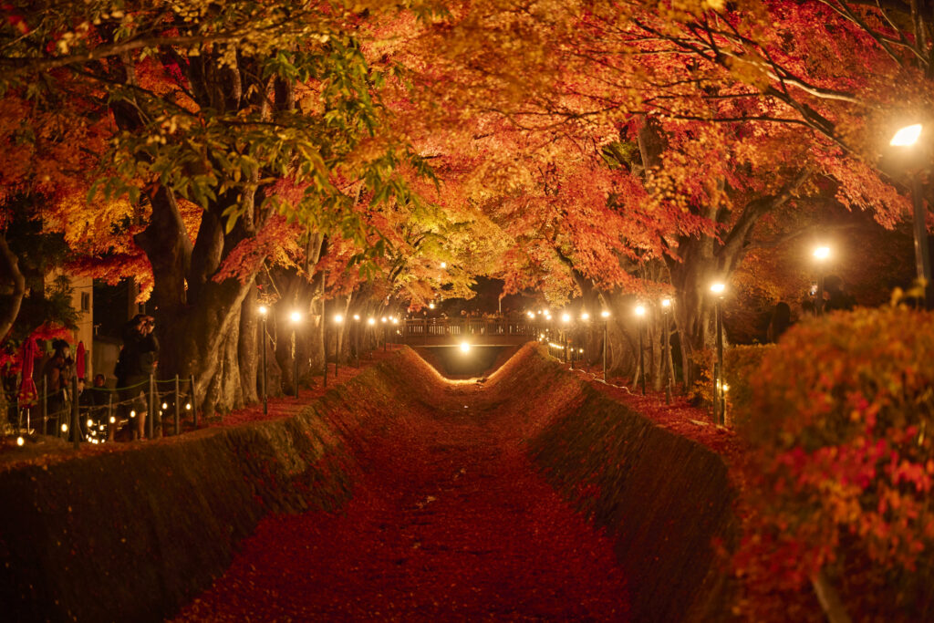 Marcher sous le tunnel d'érables de Kawaguchiko, Fuji en fond